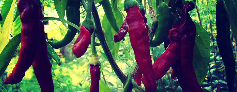 Thai Pepper Scoville Units (SHU) - Pepperheads For Life