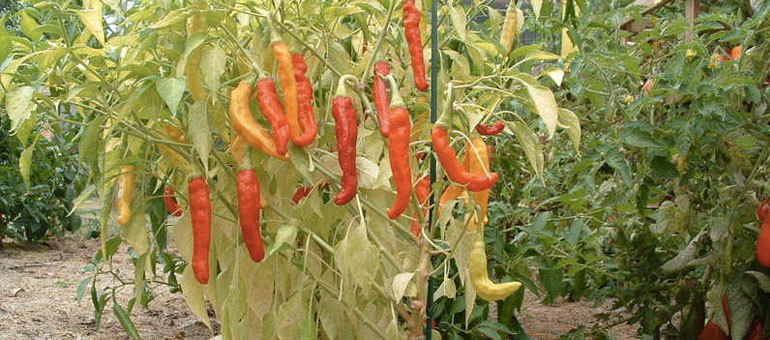 Charleston hot pepper scoville scale