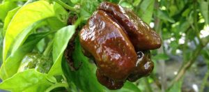 7 Pot Douglah Pepper