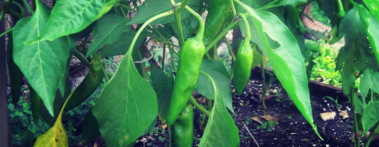 anaheim pepper shu
