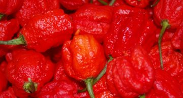 <a href="http://store.puckerbuttpeppercompany.com/collections/stupit-hot-seeds/products/smokin-eds-carolina-reaper" target="_blank">Smokin’ Ed’s Carolina Reaper Seeds</a>