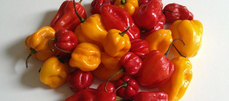 Adjuma Pepper SHU