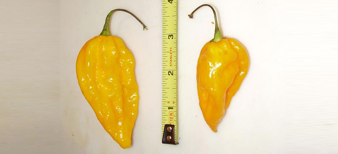 Fatalii Pepper Scoville Units