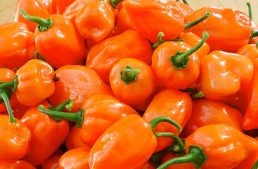 Habanero Hot Salt Review