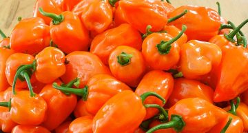 Habanero Hot Salt Review