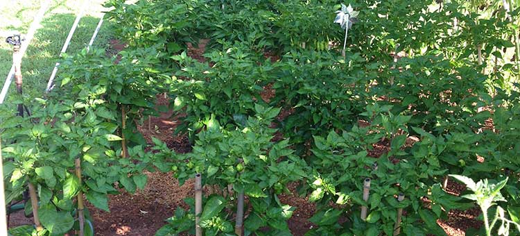 obs-irie-garden-2