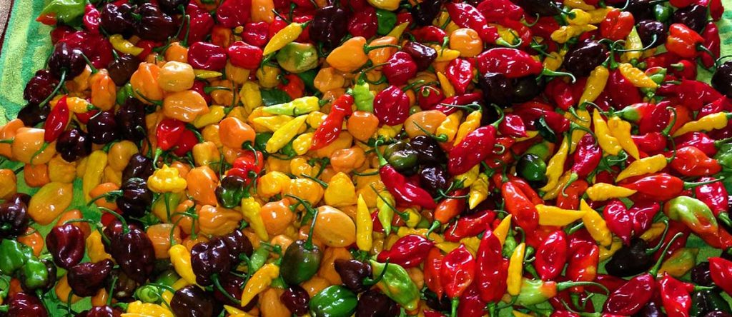OB's Irie Peppers
