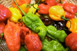 CrazyHot: A Documentary on Peppers and the Passionate People Who Love Them